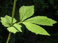 Geum urbanum